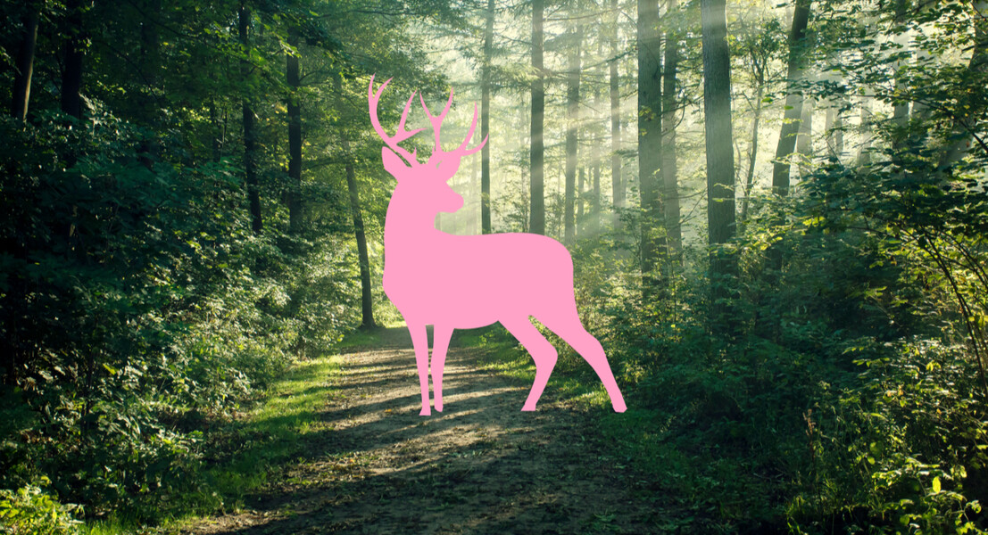 Spazieren: Die Landschaft um das Zwhatt ist geprägt von ausgedehnten Flachmoorzonen mit seltenen Pflanzen und vielen Tieren. Neben dem Katzen- und Büsisee lohnen sich die umliegenden Rebberge für Spaziergänge.